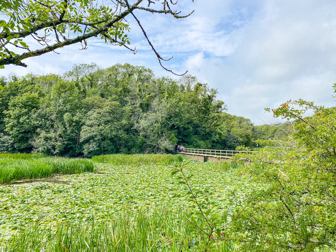 places to visit in Pembrokeshire, Bosherston Lilly Ponds - places to visit in Pembrokeshire, Bosherston Lilly Ponds