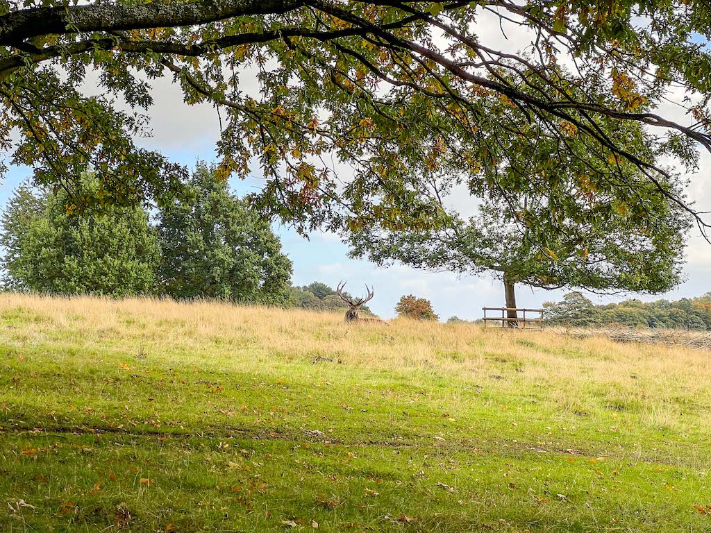 National Trust Manchester, Tatton Park Deer - National Trust Manchester, Tatton Park Deer
