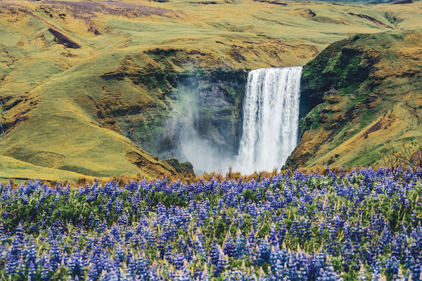 Iceland in May and June, Lupine flowers infant of Skogafoss Waterfall in Iceland - Iceland in May and June, Lupine flowers infant of Skogafoss Waterfall in Iceland