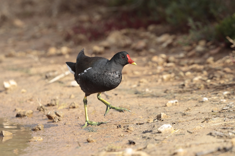 things to do in mellieha, common bird found in Ghadira nature Reserve - things to do in mellieha, common bird found in Ghadira nature Reserve
