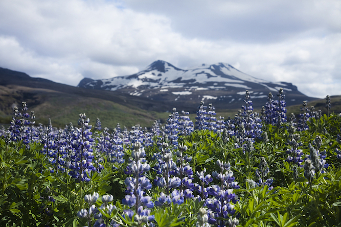 Iceland in May and June, Lupine flowers in Iceland - Iceland in May and June, Lupine flowers in Iceland