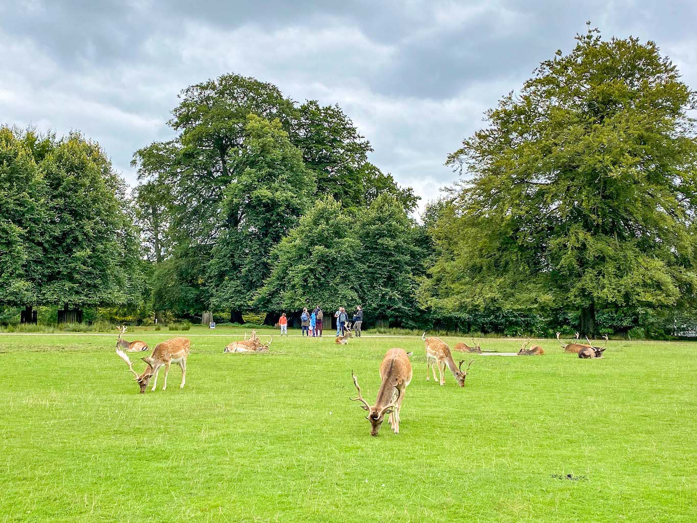 Things to do in Altrincham, Dunham Massey Deer in the park - Things to do in Altrincham, Dunham Massey Deer in the park