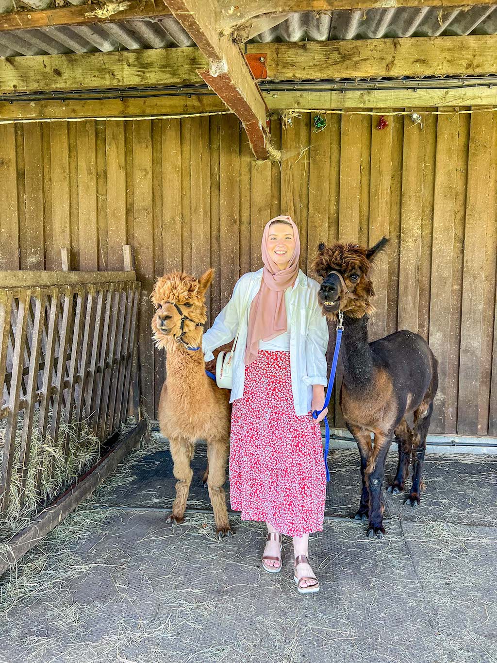 Things to do in Altrincham, Ellie at White Peak Alpac Farm - Things to do in Altrincham, Ellie at White Peak Alpac Farm