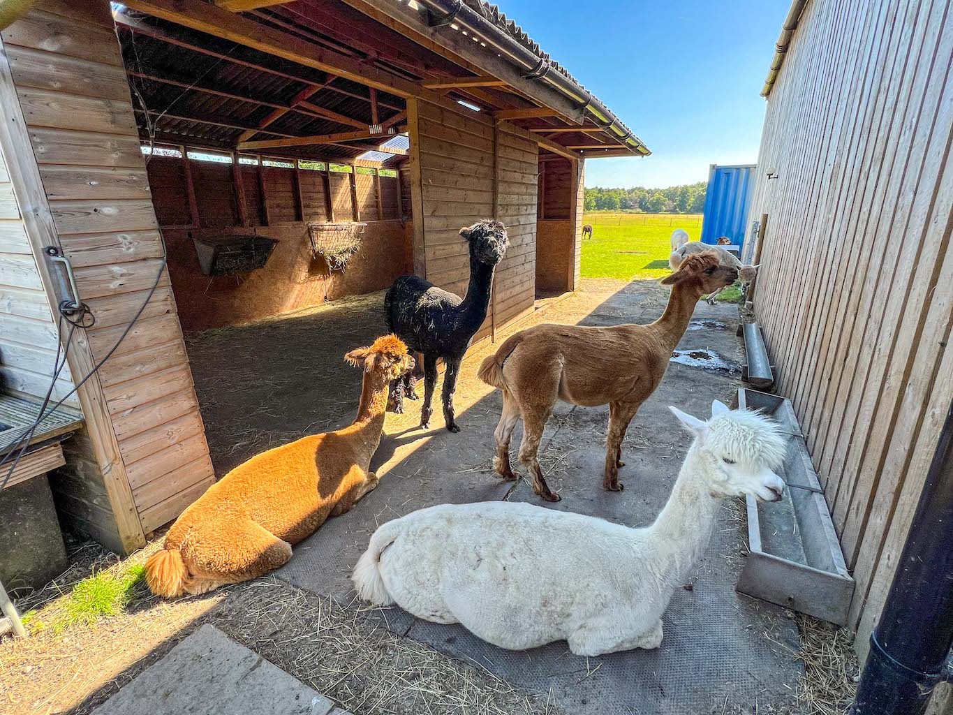 Things to do near Manchester Airport, Alpaca's at White Peak Alpaca Farm - Things to do near Manchester Airport, Alpaca's at White Peak Alpaca Farm