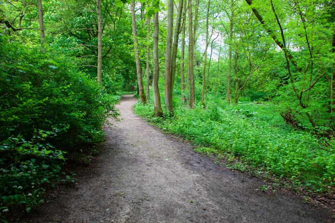 Forest Path at Ilam Park Peak District, Easy Walks Peak District, - Forest Path at Ilam Park Peak District, Easy Walks Peak District,