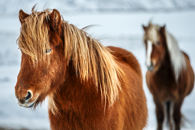 women's tour to iceland, ponies in snow - women's tour to iceland, ponies in snow