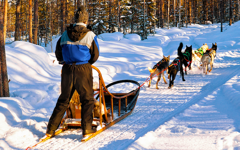 Things to do in Riga, man with husky dogs sledding - Things to do in Riga, man with husky dogs sledding