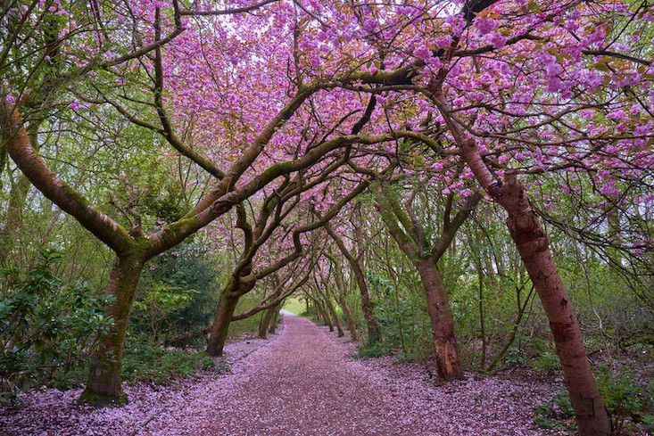Cherry blossom in Manchester, pathway of cherry blossom in Heaton Park - Cherry blossom in Manchester, pathway of cherry blossom in Heaton Park