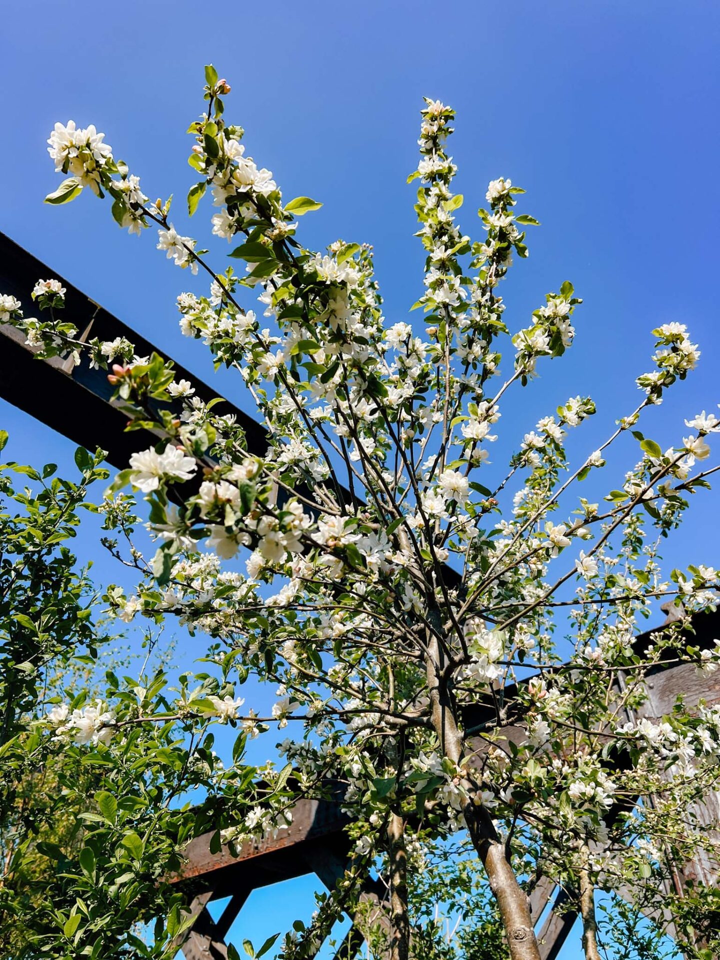 Cherry blossom Manchester, white blossom at Castlefield Viaduct - Cherry blossom Manchester, white blossom at Castlefield Viaduct