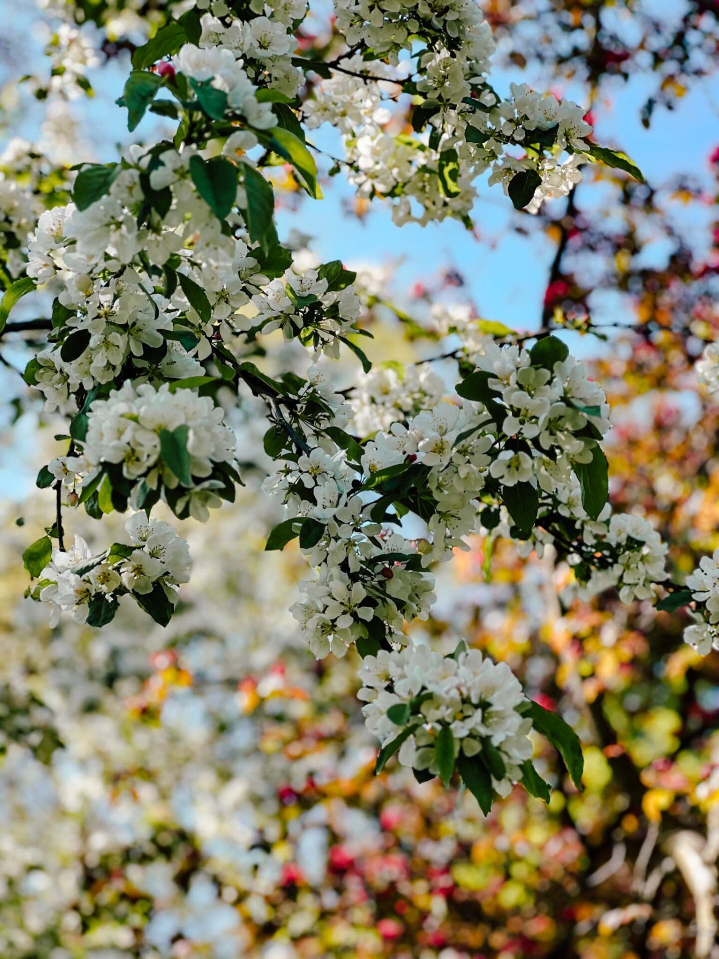 Cherry blossom Manchester, close up shot of white blossom at St Johns Garden in Manchester City Centre - Cherry blossom Manchester, close up shot of white blossom at St Johns Garden in Manchester City Centre