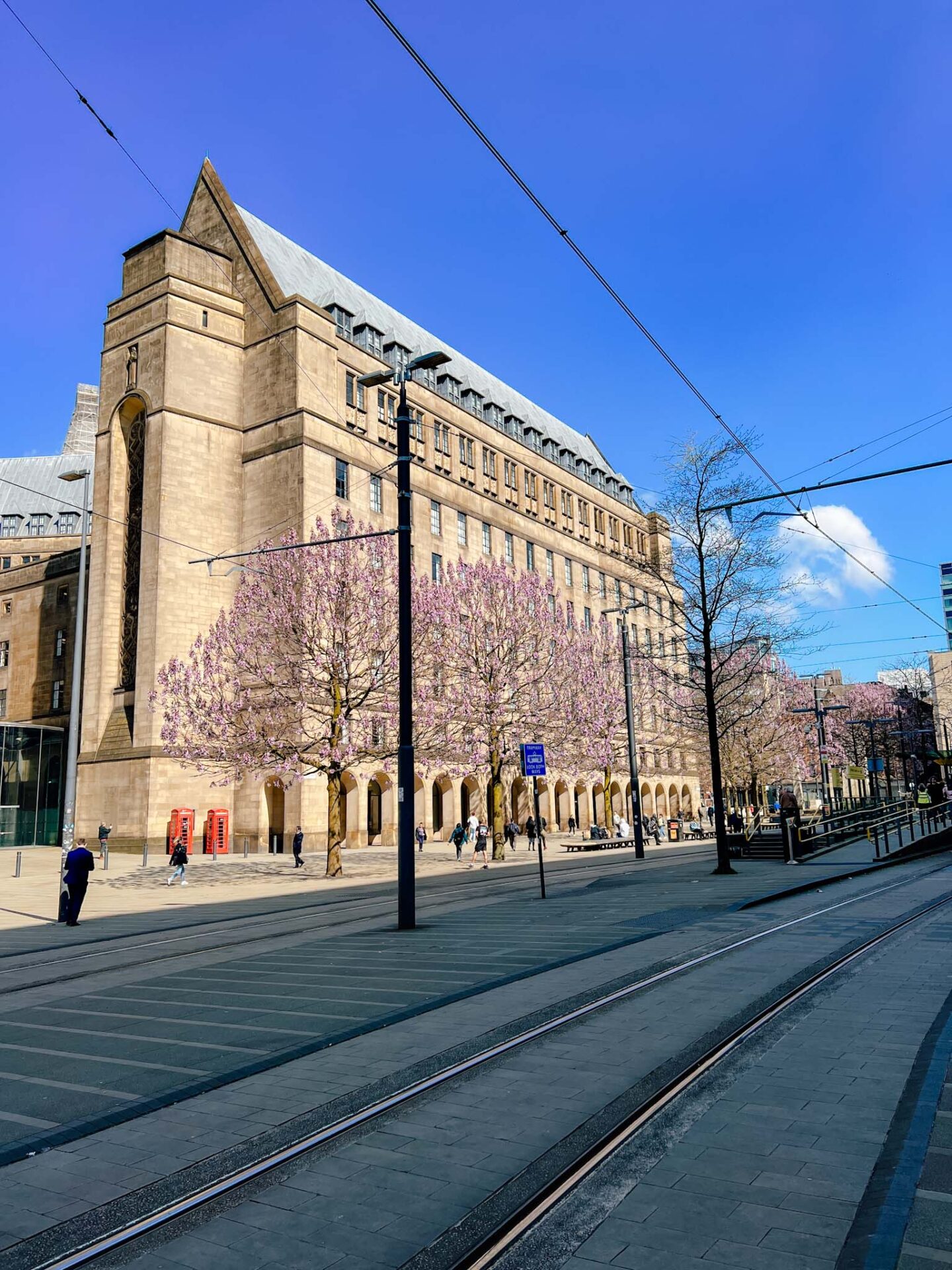 Cherry blossom Manchester, St Peters Square with purple blossom in spring - Cherry blossom Manchester, St Peters Square with purple blossom in spring