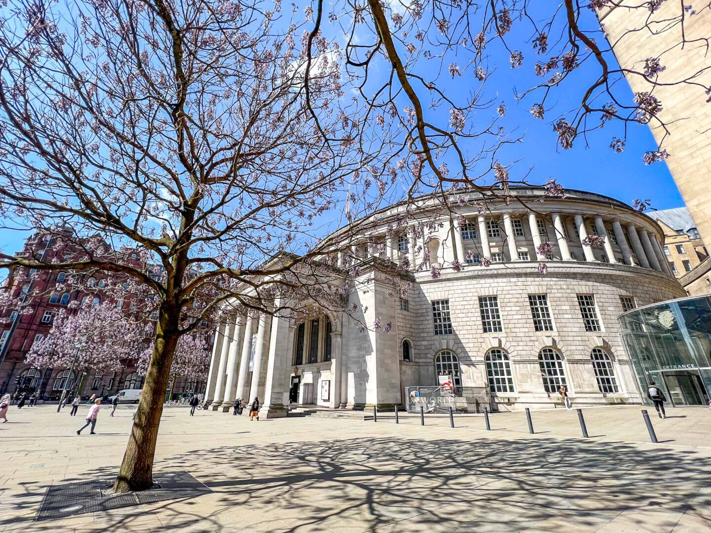 Cherry blossom Masnchester, Manchester Library and St Peters Square with purple blossom in spring - Cherry blossom Manchester, Manchester Library and St Peters Square with purple blossom in spring