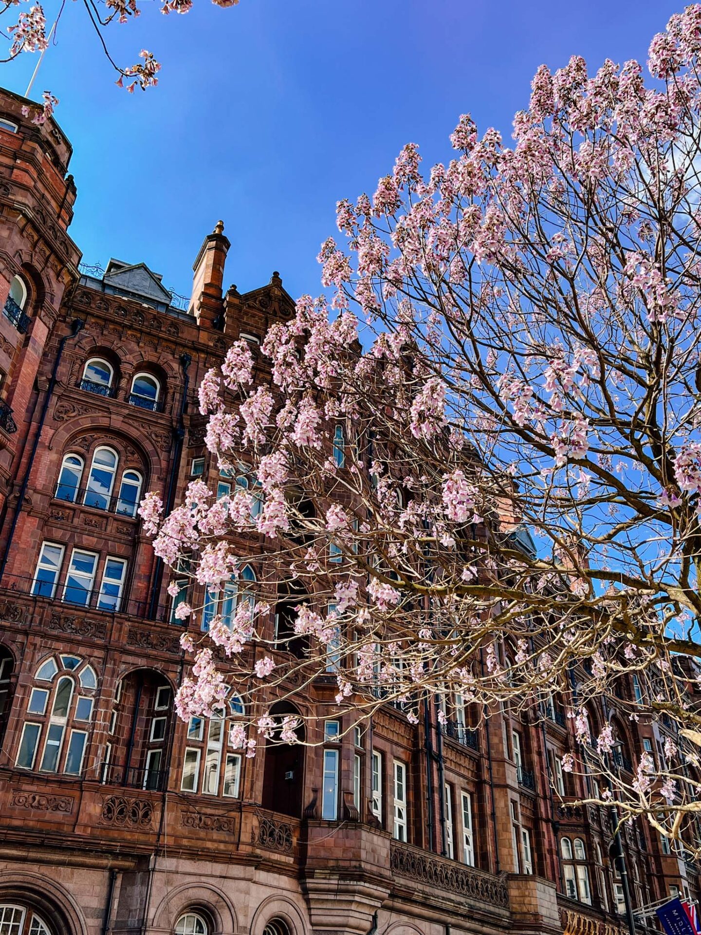 Cherry blossom Manchester, purple blossom against the Midland hotel - Cherry blossom Manchester, purple blossom against the Midland hotel