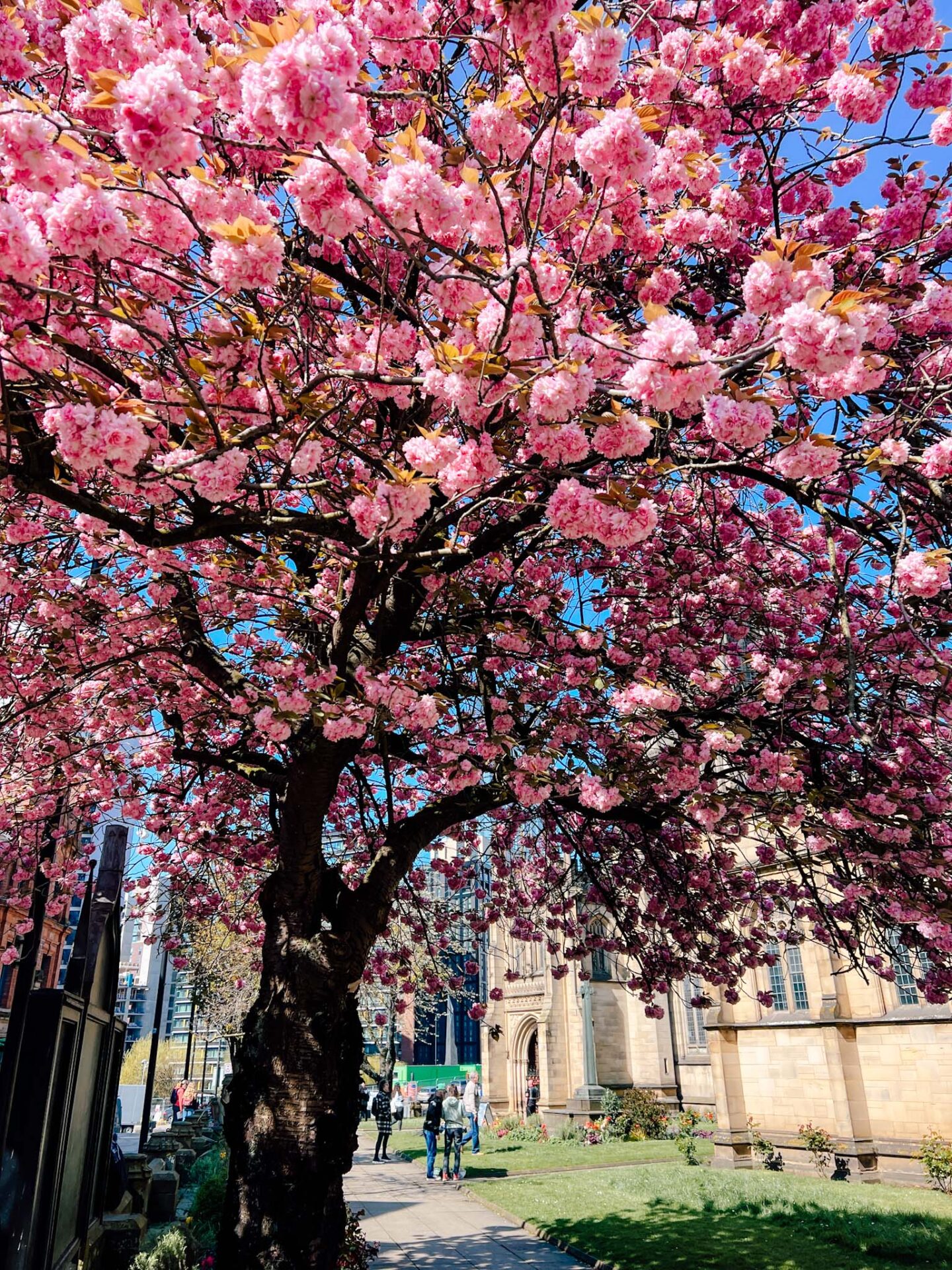 Cherry blossom Masnchester, pink Cherry blossom at Manchester Cathedral - Cherry blossom Manchester, pink Cherry blossom at Manchester Cathedral