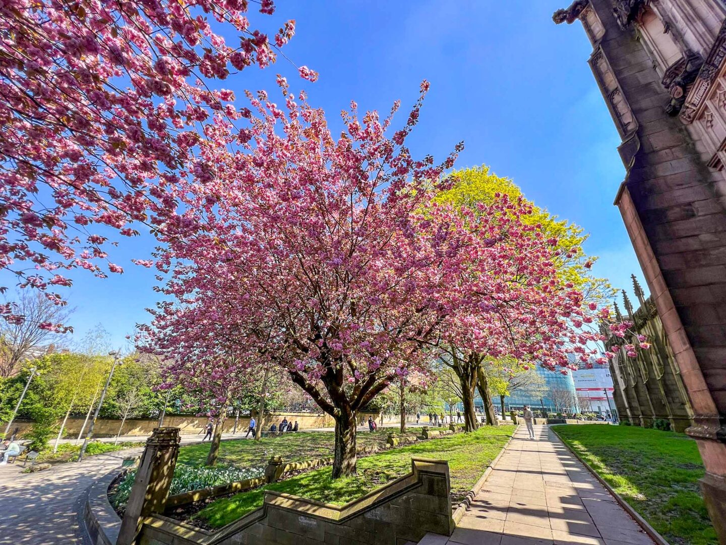 Cherry blossom in Manchester - Cherry blossom in Manchester