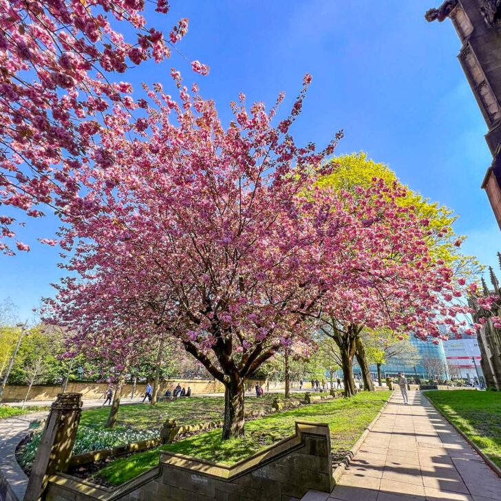 The Wandering Quinn Travel Blog Cherry blossom in Manchester