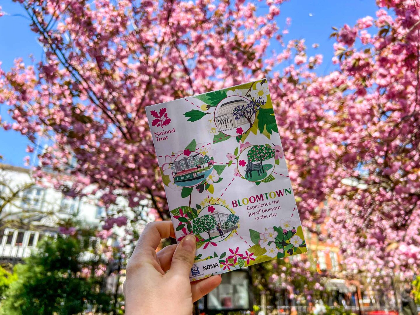Cherry blossom Manchester, National Trust Bloomtown map with pink cherry blossom trees - Cherry blossom Manchester, National Trust Bloomtown map with pink cherry blossom trees