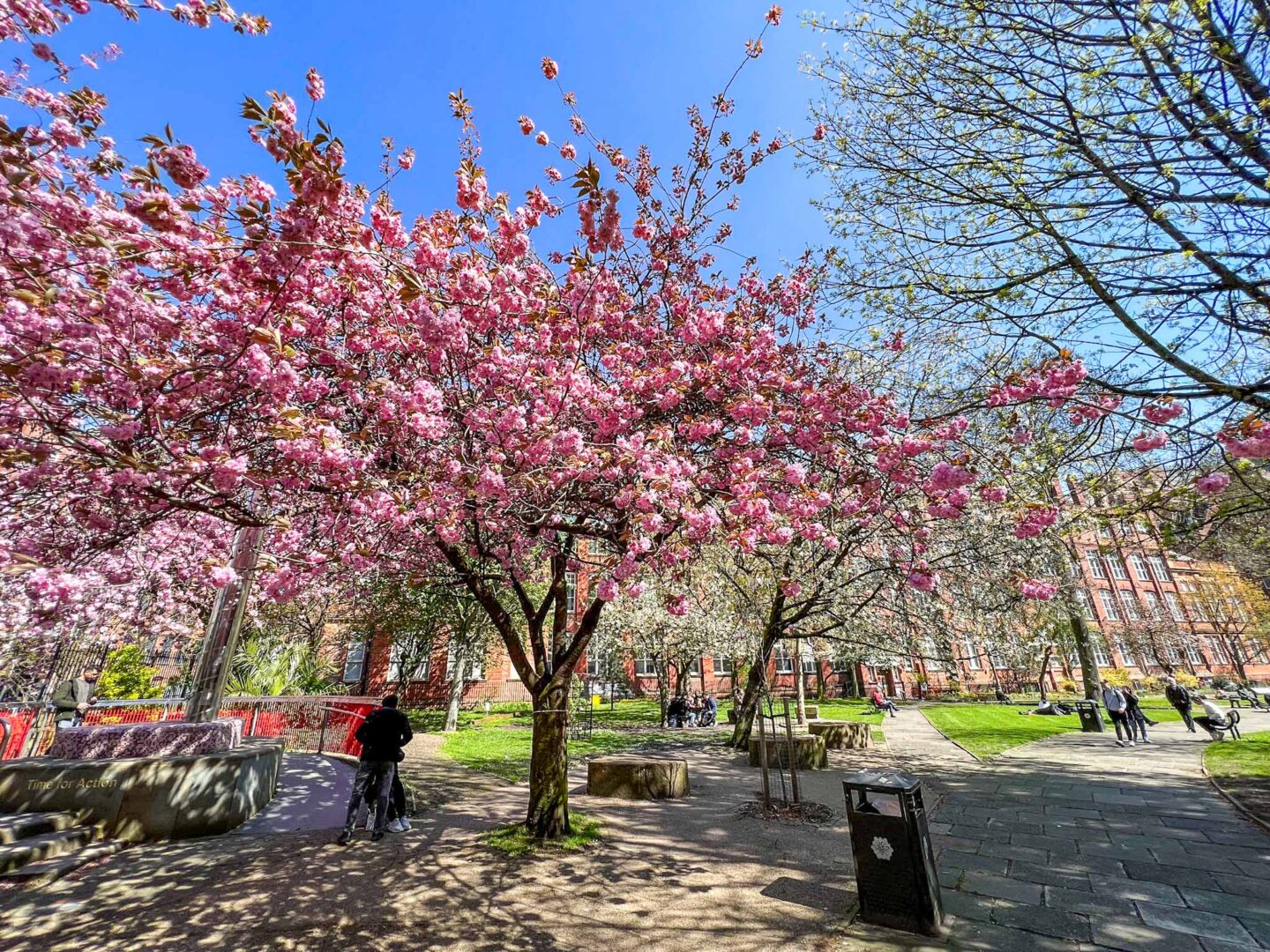 Cherry blossom Masnchester, pink Cherry blossom trees in Sackville Garden Manchester - Cherry blossom Manchester, pink Cherry blossom trees in Sackville Garden Manchester