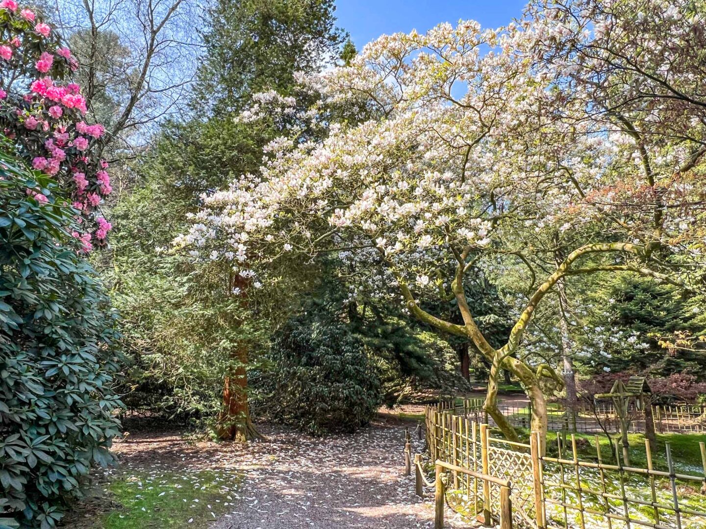 Cherry blossom Manchester, pathway with cherry blossom at Tatton Park - Cherry blossom Manchester, pathway with cherry blossom at Tatton Park