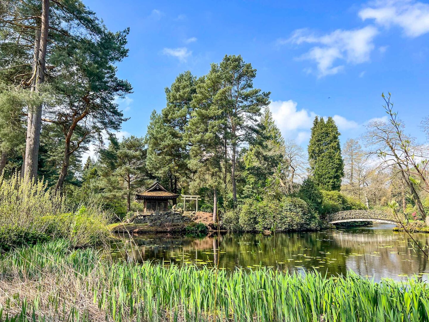 Cherry blossom Manchester, Tatton Park Japanese garden - Cherry blossom Manchester, Tatton Park Japanese garden