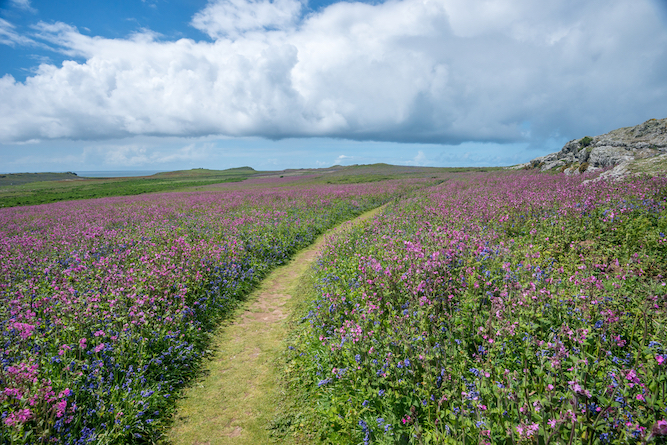 Things to do in Wales in Spring, meadow of flowers and bluebells in Wales - Things to do in Wales in Spring, meadow of flowers and bluebells in Wales