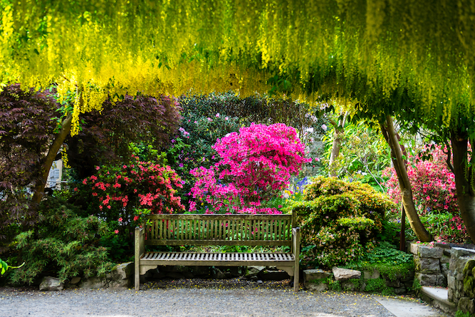 Things to do in Wales in Spring, garden in Wales blooming with flowers - Things to do in Wales in Spring, garden in Wales blooming with flowers