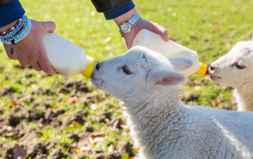 Things to do in Wales in Spring, baby lambs being fed in Wales - Things to do in Wales in Spring, baby lambs being fed in Wales