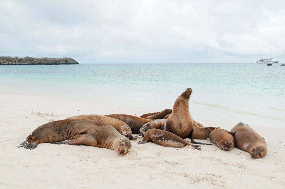 Best countries to visit in August, sea lions on a beach in the Galapagos islands in Ecudaor - Best countries to visit in August, sea lions on a beach in the Galapagos islands in Ecudaor
