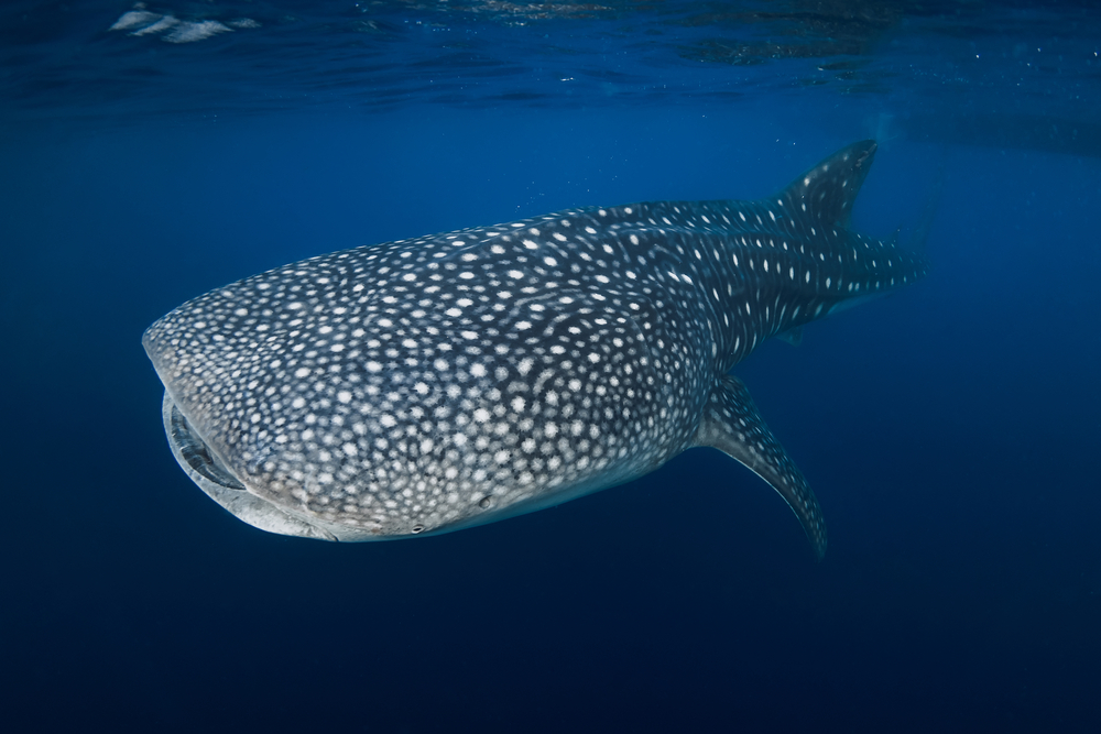 Best countries to visit in August, whale shark in water - Best countries to visit in August, whale shark in water