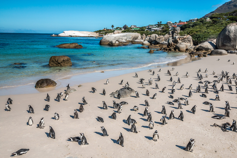 Best countries to visit in August, Penguins on beach in Cape Town South Africa - Best countries to visit in August, Penguins on beach in Cape Town South Africa