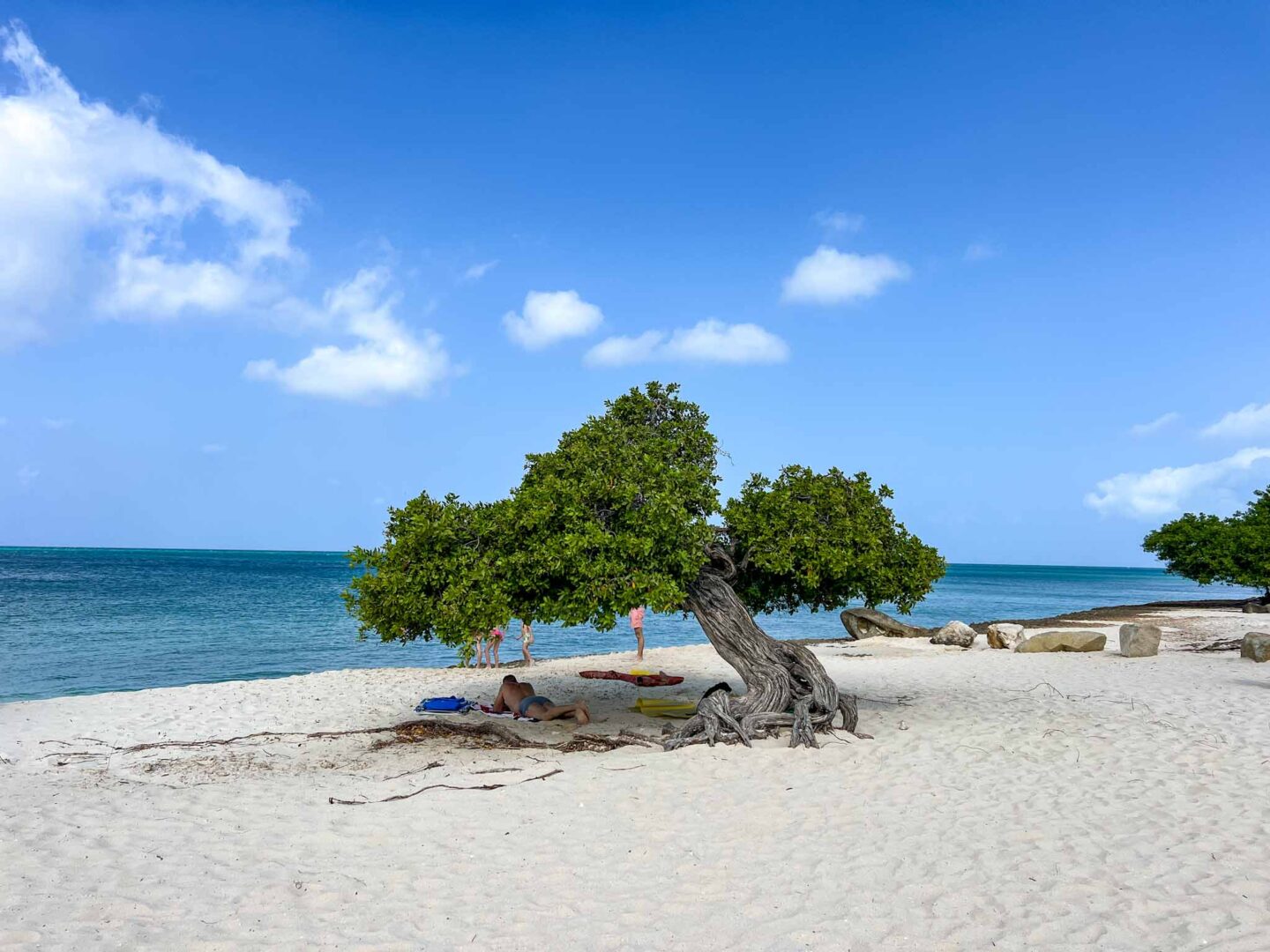 how to see islands on a Caribbean cruise, iconic fofoti tree on eagle beachhow to see islands on a Caribbean cruise, iconic fofoti tree on eagle beach - how to see islands on a Caribbean cruise, iconic fofoti tree on eagle beach