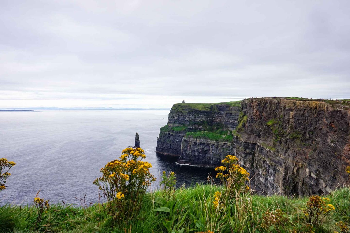 Day trips from Galway, cliffs of moher with flowers in summer