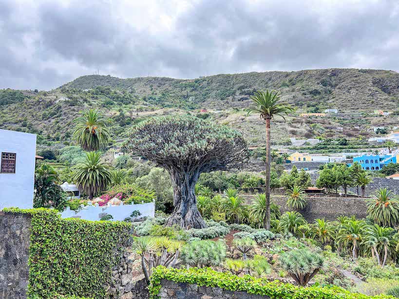 places to visit in Tenerife, Drago de Icod de los Vinos