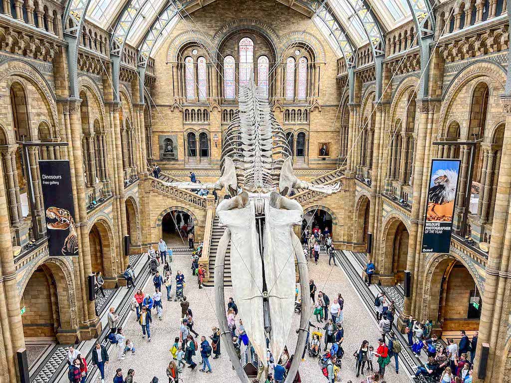 whale inside natural history museum in London 