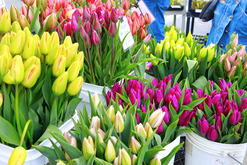 things to do in Amsterdam alone, Amsterdam flower market