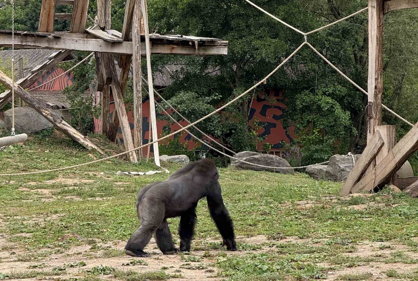 extreme day trips from Manchester airport, Gorilla at Pairi Daiza zoo near Brussels