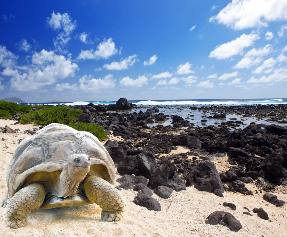 best countries to visit in June, giant turtle on beach in Galápagos Islands