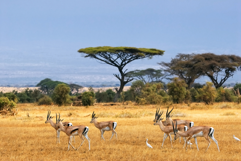 best countries to visit in June, gazelles in Kenya