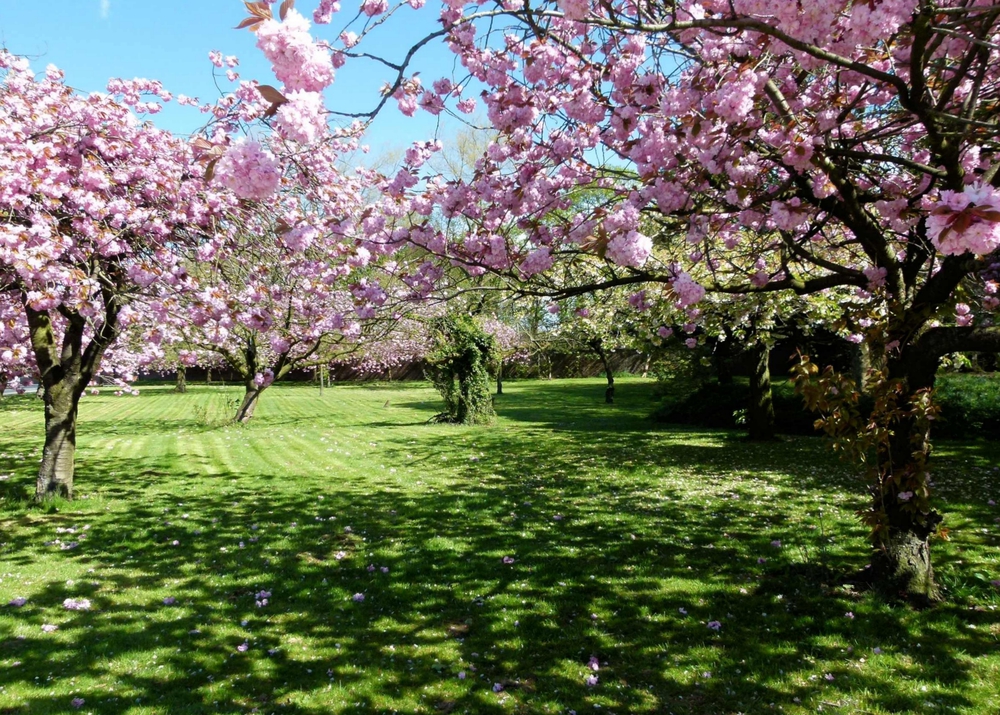 things to do in Manchester Easter holidays, cherry blossom at Heaton park