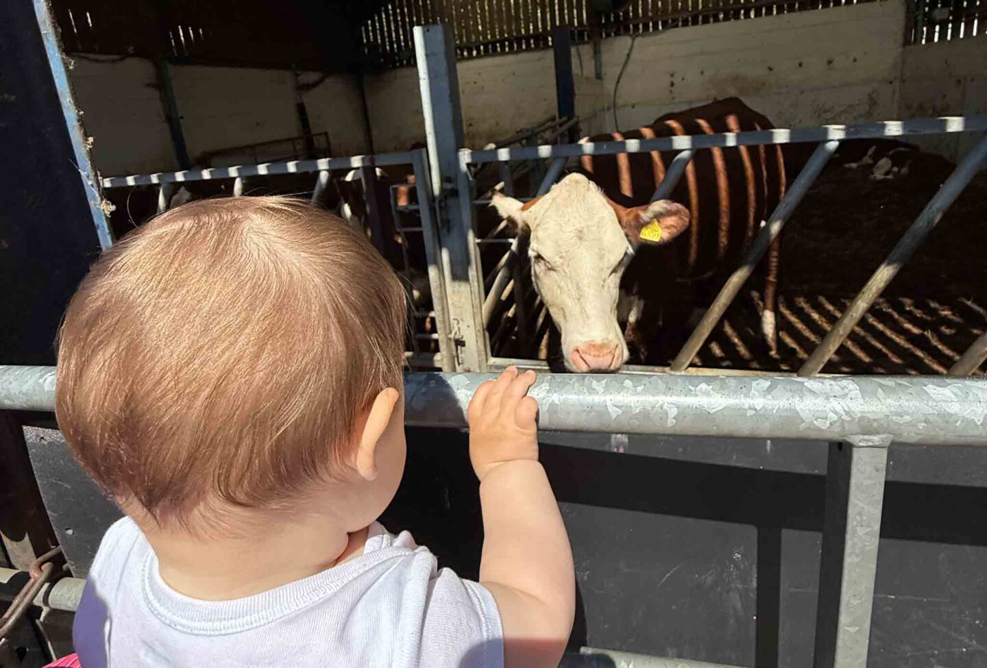 things to do in Manchester Easter holidays, baby seeing cows at the wythenshawe park farm