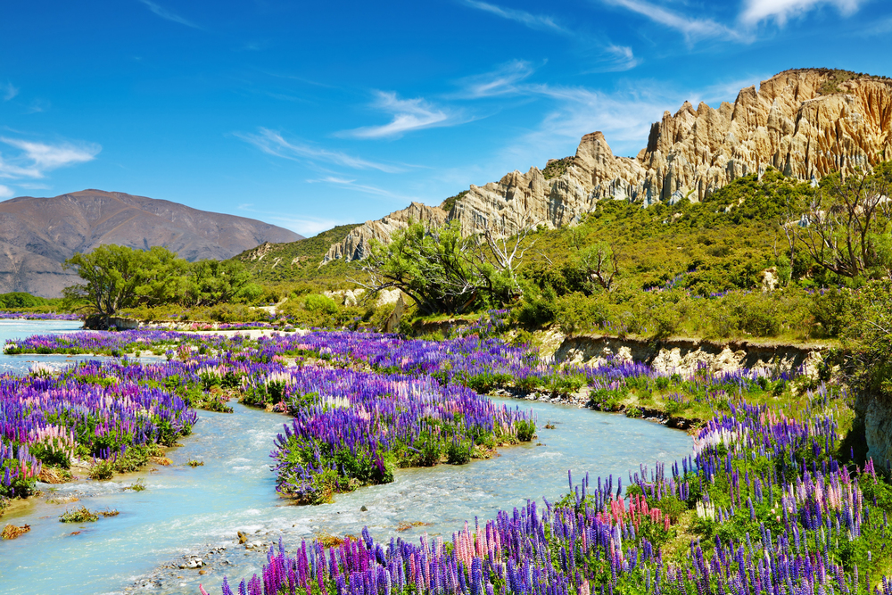 best countries to visit in September, Spring wildflowers in New Zealand