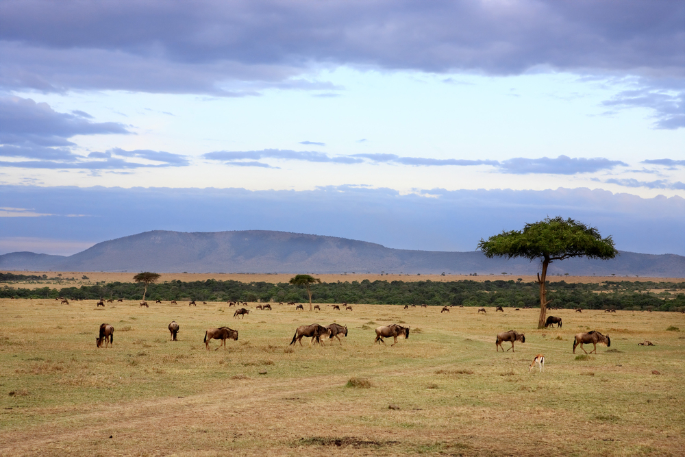best countries to visit in September, Masai Mara migration in Kenya
