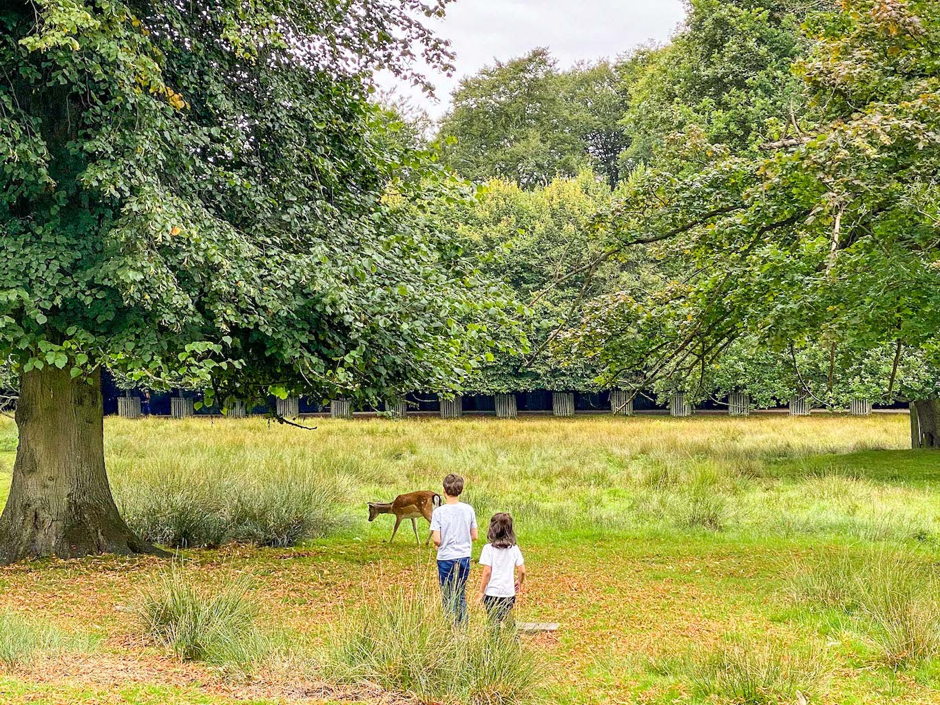 things to do in Manchester may half term, children looking at deer in Dunham Massey